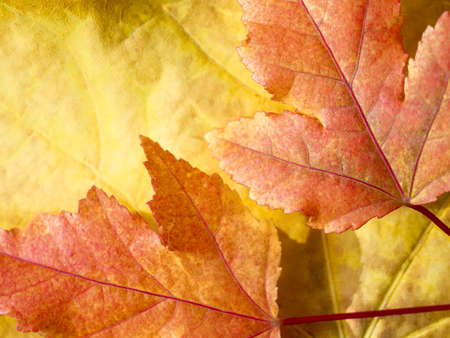 Flat lay. Selective focus on red leaves lying on top of a yellow leaf. Autumn bright saturated...
