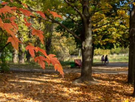 Selective focus on branches with red leaves. On a blurred background, a picturesque view of the city...