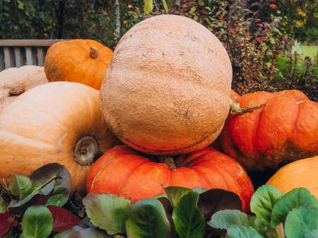 A bunch of large multi-colored pumpkins of different varieties lying on top of each other. Halloween holiday symbol.の写真素材