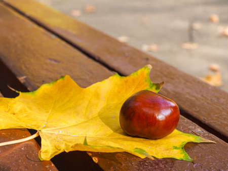 A shiny brown chestnut nut lies on a yellow maple leaf on a bench. Sunny warm autumn day.の写真素材
