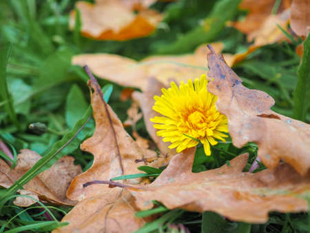 A lonely belated yellow dandelion blooms in the fall in the grass among the fallen leaves of the trees. Dry dead oak leaves and fresh living flower.の写真素材