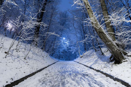 View at night on the alley in the city park lit by lanterns. The branches of the trees are covered with fallen snow. There are marks from human legs on the road. Fabulous New Years mood.の写真素材