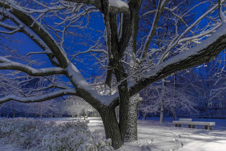 Massive branches of an oak tree against a blue night sky in a city park in winter. Fresh snow lies on the branches. Christmas story. Street illumination.の写真素材