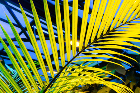 Palm leaves on blueの写真素材