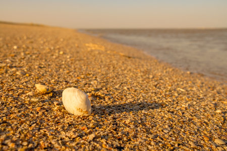 Selective focus on seashells on a sandy beach by the sea. The warm light of sunrise or sunset....