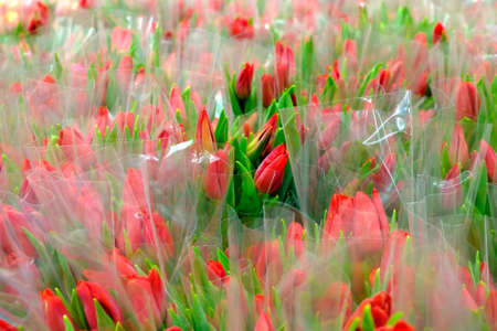 Many red tulips in bouquets, packed in transparent cellophane wrap. Selective focus. Spring flowers in a shop for women on Women's Day on March 8.の写真素材