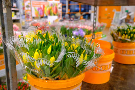 Moscow. Russia. 04 March 2021. Bouquets of multicolored tulips, packed in transparent cellophane wrap, in buckets. Selective focus. Spring flowers for women in the store for Womens Day on March 8.のeditorial素材