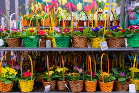 Moscow. Russia. March 4, 2021. Many decorative wicker baskets of colorful primrose flowers stand on a shelf in a garden store. Sale before the holiday of international womens day.のeditorial素材