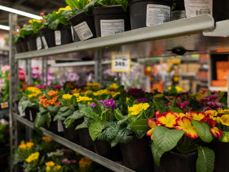 Moscow. Russia. March 4, 2021. Selective focus on multicolored primrose flowers in pots on a rack in a garden store. Sale of garden flowers before the start of the spring season.のeditorial素材