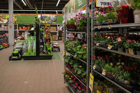Moscow. Russia. March 4, 2021. Selective focus on multicolored primrose flowers in pots on a rack in a garden store. Sale of garden flowers before the start of the spring season.のeditorial素材