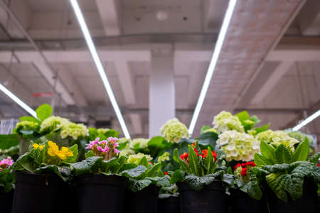 Moscow. Russia. March 4, 2021. Selective focus on multicolored primrose flowers in pots on a rack in a garden store. Sale of garden flowers before the start of the spring season.のeditorial素材
