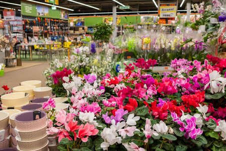 Moscow. Russia. March 4, 2021. Rows of vibrant flowers and plants for sale in a garden mall. A wide variety of floristic products for country houses.のeditorial素材