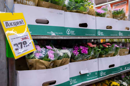 Moscow. Russia. March 4, 2021. Selective focus on potted chrysanthemum flowers on a rack in a garden store. Sale of garden flowers before the start of the spring season.のeditorial素材