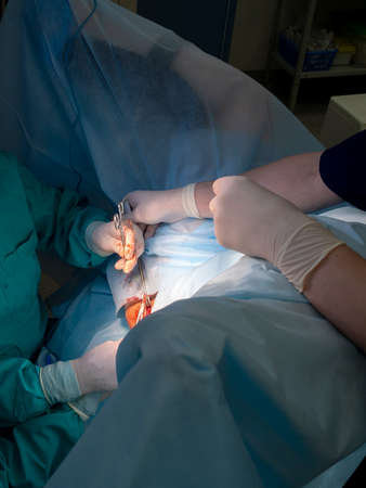 The bloody hands of surgeons in sterile gloves work with a medical instrument during a surgical...