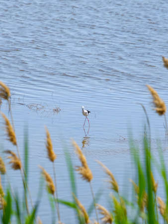 A black-winged lapwing on stilt legs searches for food in shallow water on a sunny day against a...