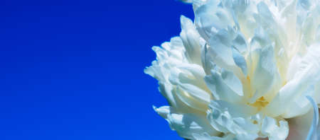 The petals of the white peony bud against the blue cloudless sky on a sunny summer day. Banner. Copy space.の写真素材