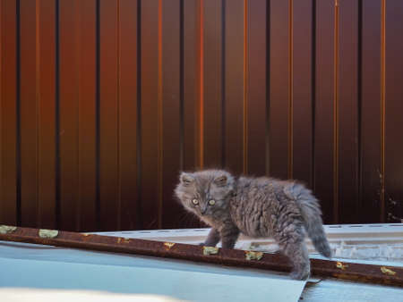 Small gray fluffy wild kitten with big eyes carefully sneaks up on the background of brown corrugated iron on a sunny dayの写真素材