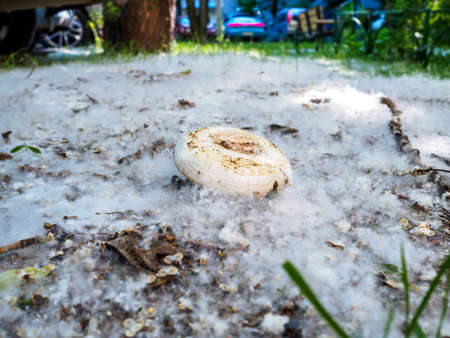 A wild mushroom on the ground, covered with poplar fluff like snowの写真素材