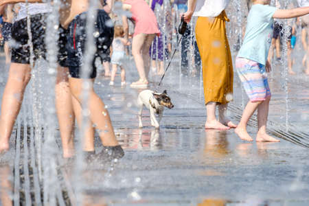 Selective focus on dog Jack Russell on a leash between jets and splashes of water in a fountain and human legs. People and animals have fun and escape the heat in the city.の写真素材