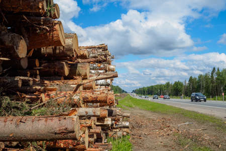 Moscow region. Russia. July 4, 2021. The sawn trunks of pine and birch lie in a large heap by the forest on the side of a suburban motorway. Summer sunny day. Cars are driving along the roadの写真素材