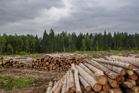 The sawn trunks of pine and birch lie in a large pile in summer in cloudy weather against the...