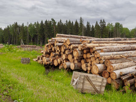 The sawn trunks of pine and birch lie in a large pile in summer in cloudy weather against the...