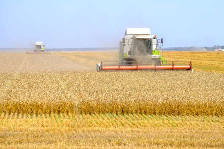 Modern agricultural combines in the dust mow ripe yellow dried wheat in the field. Hot sunny summer...