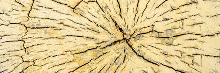 A pattern of cracks on a cut of a dry yellow log of wood. Widescreen image. Banner.の写真素材