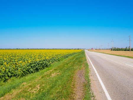 An empty asphalt road receding into the distance between yellow fields of sunflowers against a blue cloudless sky. Summer sunny day.の写真素材