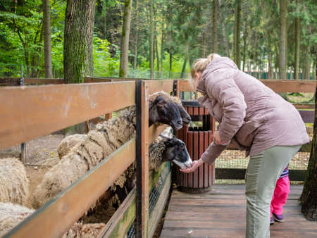 A woman feeds sheep with carrots at the petting zoo. Close communication of people with animals.の写真素材