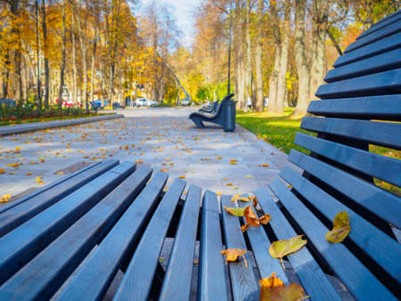 Yellow autumn leaves on a park bench. Selective focus. Sunny autumn day in the city park. Bright...