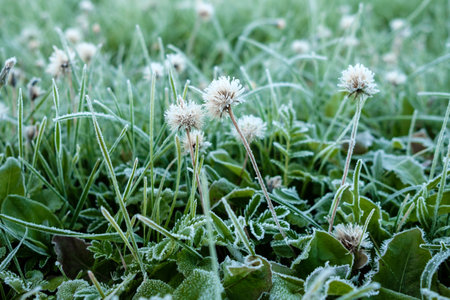 The buds of small wild-growing flowers and the stems of the grass are covered with white frost. Ice crystals on grass that form when the temperature drops. Morning rime in Autumn. Soft focus.の写真素材