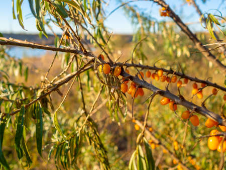 Selective focus on ripe orange sea buckthorn berries on a sunny autumn day.の写真素材