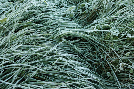 Top view of long stalks of grass covered with white frost. Ice crystals on grass that form when the temperature drops. Grass covered with morning rime in Autumn.の写真素材