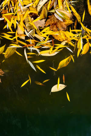 Top view of bright yellow fallen leaves floating on the dark surface of the water. Flat lay.の写真素材