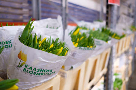 Moscow. Russia. February 20, 2022. Packages with yellow tulips on a shelf in a cold store in a flower warehouse. Selective focus. Wholesale flowers for International Womens Day March 8.のeditorial素材
