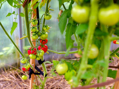 Selective focus on ripe red tomatoes on the branches in the greenhouse.の写真素材