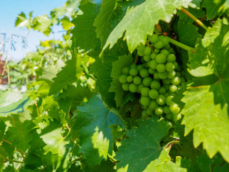 Bunch of unripe grapes on the vine on a sunny day. Selective focus.の写真素材