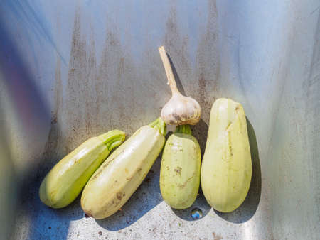 Several zucchini and garlic in the metal back of a garden cart. Harvest vegetables close-up in a garden cart.の写真素材