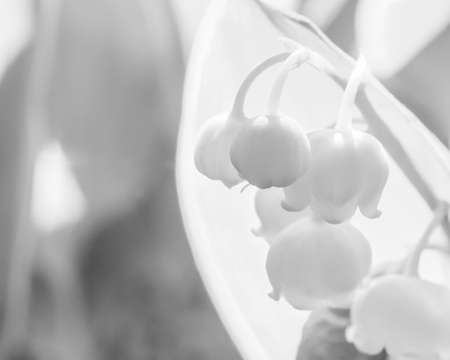 Selective focus on lily of the valley flower close up in bright sunlight. Black and white monochrome macro photography of lily of the valley buds.の写真素材