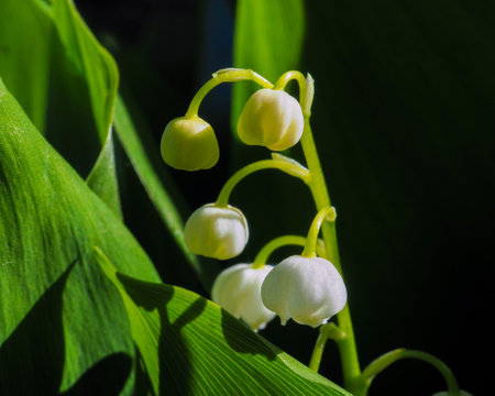 Selective focus on the buds of lily of the valley close-up on a dark background.の写真素材