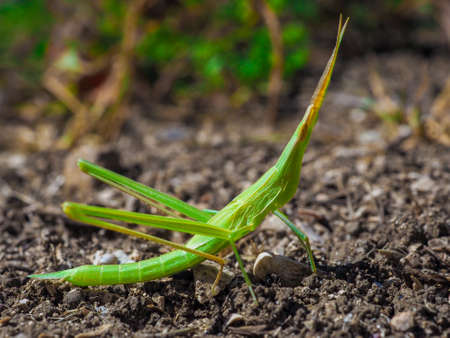 Green insect Acrida ungarica sits on the ground on a sunny day. Selective focus