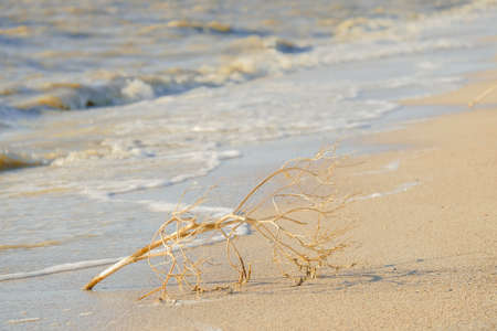 A branch on the sand near the surf. Selective focus. A dry plant brought to the seashore by a wave.の写真素材