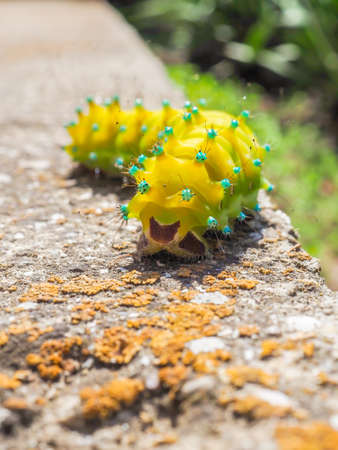 Huge yellow caterpillar of the giant peacock butterfly Saturnia Pyri. Selective focus.