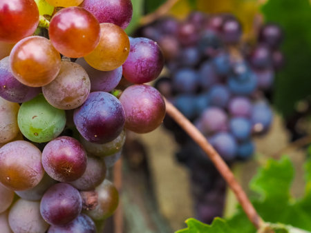 Berries of ripening dark grapes on the vine close-up. Selective focus. Harvest of juicy grapes.の写真素材