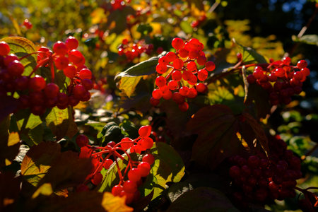 Red ripe viburnum berries on the branches in the backlight of the sun. Selective focus.の写真素材