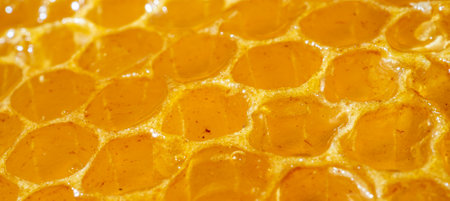 Bright background of honeycomb with honey. Selective focus. Banner. Macrophotography of honey in honeycomb cells.の写真素材