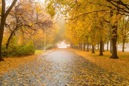 View of the linden alley on a foggy autumn morning. Leaf fall in the city. Wet fallen leaves on the sidewalk.の写真素材