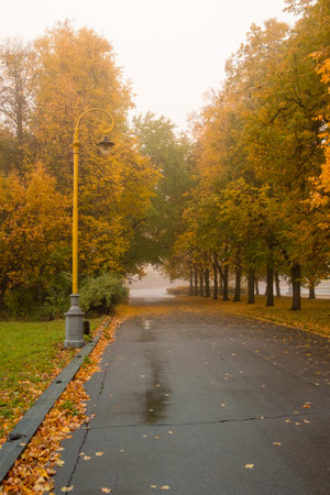 Vintage lamppost in autumn park on a foggy morning. Yellow lindens with falling leaves in a city park. Wet fallen leaves on the sidewalk.の写真素材