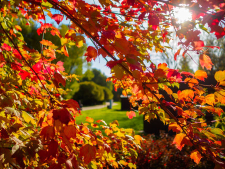 Red autumn foliage in the backlight of the sun. Selective focus. Bright saturated autumn background.の写真素材